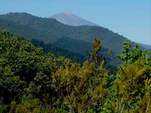 Rutas forestales